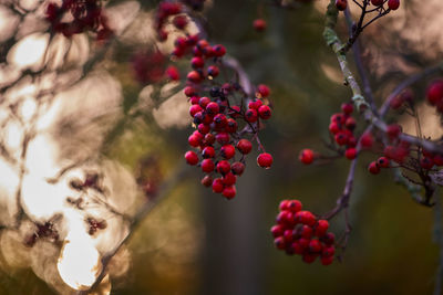 Close-up of berries growing on tree