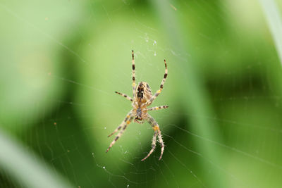 Close-up of spider on web