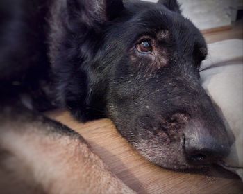 Close-up portrait of a dog