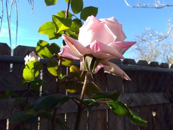 Close-up of pink flowers blooming against sky