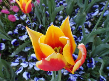 Close-up of yellow flowers blooming in field