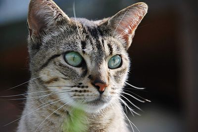 Close-up portrait of a cat