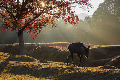 View of a horse on tree