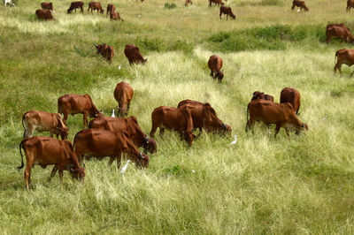 Horses grazing in field