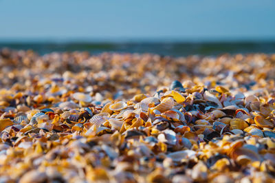 Close-up of pebbles at beach