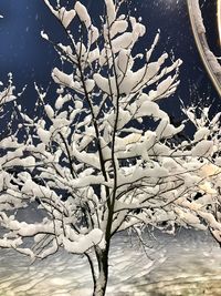 Close-up of tree by lake against sky