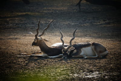 Deer relaxing on field