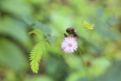 Close-up of wildflower