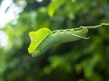 Close-up of leaf