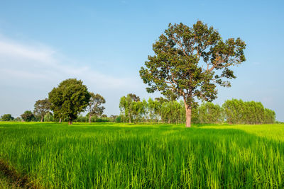 Scenic view of agricultural field against sky