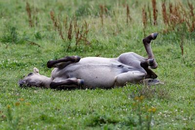 Horse relaxing on grass