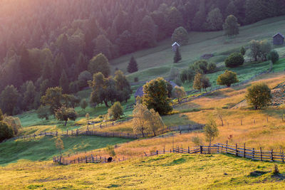 High angle view of trees on field