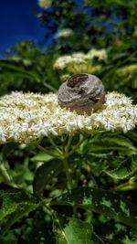 Close-up of white flowering plant