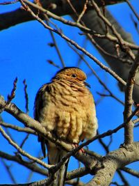 Low angle view of bird perching on branch