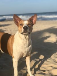 Portrait of dog on beach