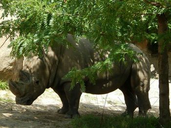 View of elephant