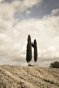 View of birds on land against sky