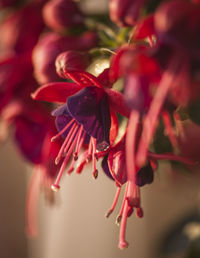 Close-up of red flower