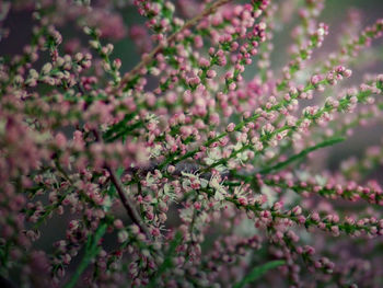 Close-up of pink flowers