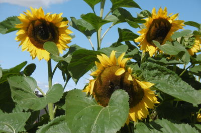 Low angle view of sunflowers blooming against sky