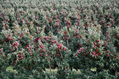 Full frame shot of red berries on field