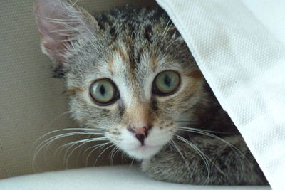 Close-up portrait of cat at home