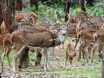 Deer standing in forest