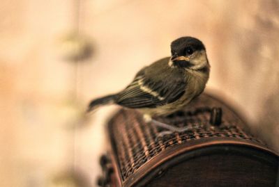 Close-up of bird perching outdoors