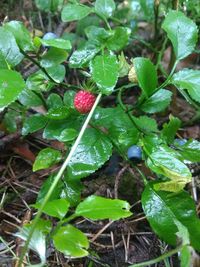 Close-up of berry growing on plant