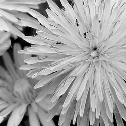 Full frame shot of white flower