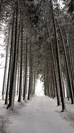 Trees in forest during winter