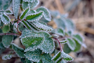 Close-up of frozen plant during winter