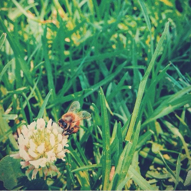 animal themes, animals in the wild, one animal, wildlife, insect, flower, green color, growth, nature, plant, beauty in nature, fragility, grass, close-up, high angle view, freshness, field, outdoors, day, focus on foreground