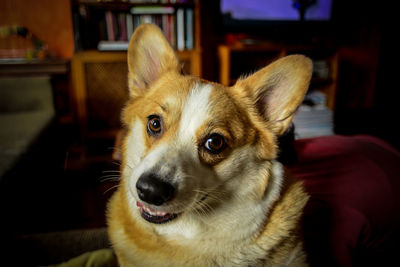 Close-up portrait of dog at home