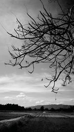 Bare tree on field against sky