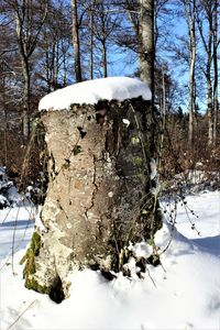 Close-up of snow covered tree against sky