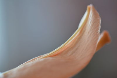 Close-up of rose flower