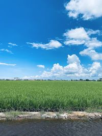 Scenic view of field against sky
