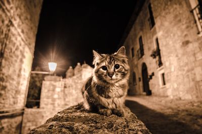 Portrait of cat sitting on retaining wall in city at night