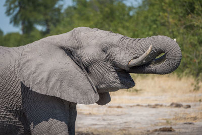 Profile view of african elephant walking in forest