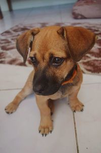 Close-up portrait of dog