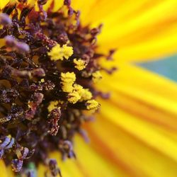 Macro shot of yellow flower