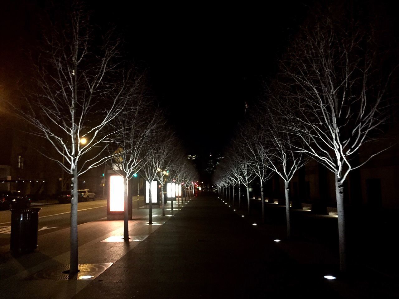 ILLUMINATED TREES AT NIGHT