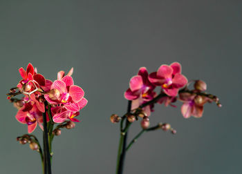 Close-up of pink orchids against gray background