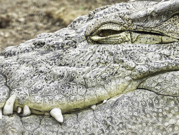 Close-up of crocodile