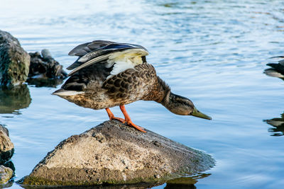 Bird perching on rock by lake