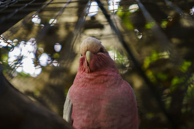 Close-up of parrot in cage