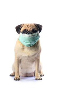 Portrait of a dog sitting against white background