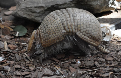 Adorable small wild scaled armored armadillo walking in wood chips.