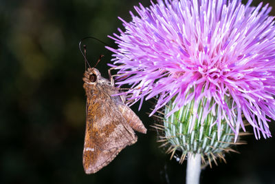 Close-up of butterfly pollinating on pink flower